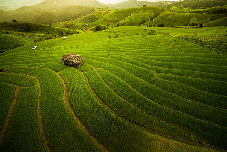 Один, Ферма, поле, Холмы, дом, пейзаж, природа, Рисовые поля, Таиланд, HD обои