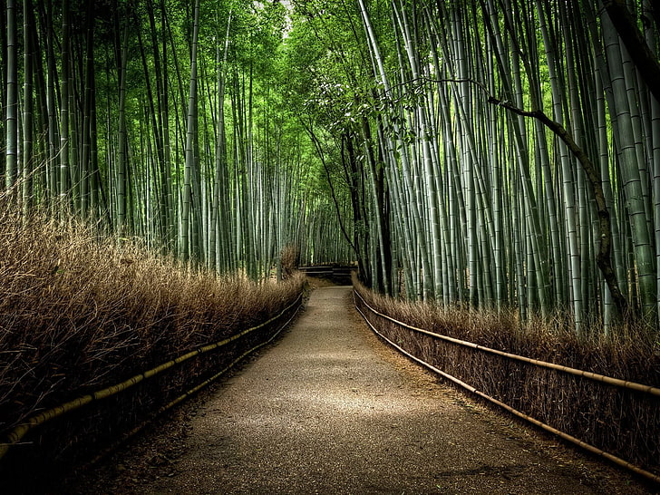 szara ścieżka, bambus, ścieżka, droga polna, las, przyroda, Tapety HD