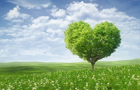 coração, imagem de amor, árvore, 5k, HD papel de parede HD wallpaper