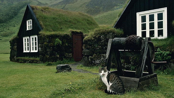 szary i biały pręgowany kot, Islandia, krajobraz, Tapety HD
