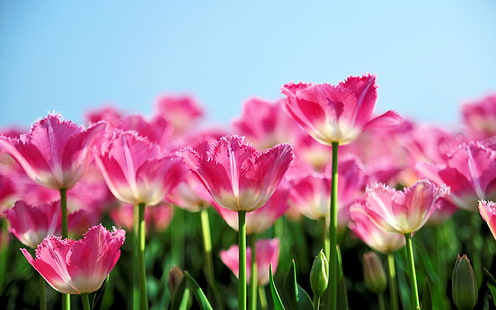 Różowe tulipany kwitną wiosną, tło błękitnego nieba, różowy, tulipan, kwiaty, kwiat, wiosna, niebieski, niebo, tło, Tapety HD HD wallpaper