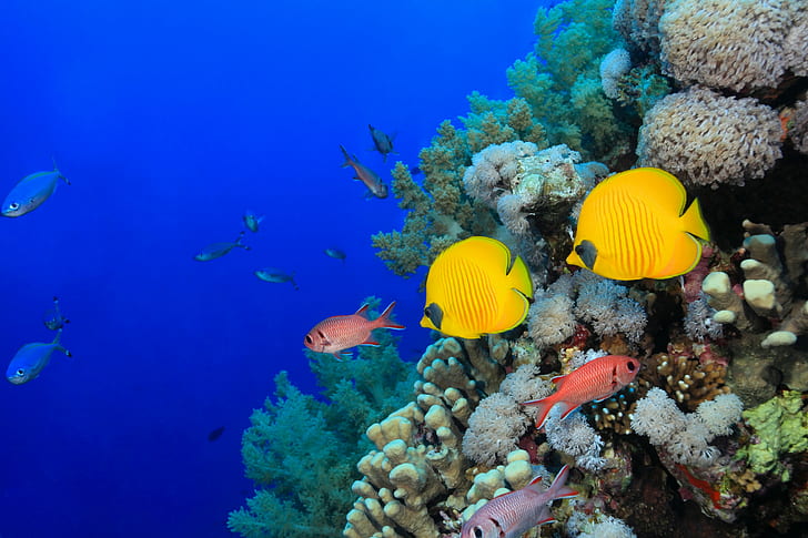 الحيوانات ، الأسماك ، تحت الماء ، الأسماك الاستوائية ، المرجان، خلفية HD