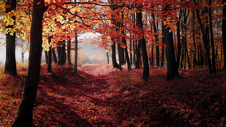 red leaves, autumn leaves, autumn, forest path, path, forest, woods, pathway, tree, HD wallpaper