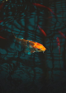 Fisch, Karpfen, Koi, Aquarium, HD-Hintergrundbild HD wallpaper