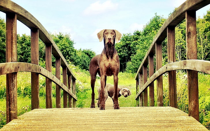 adulto marrom Dogue alemão, cão, ponte, olhar, HD papel de parede