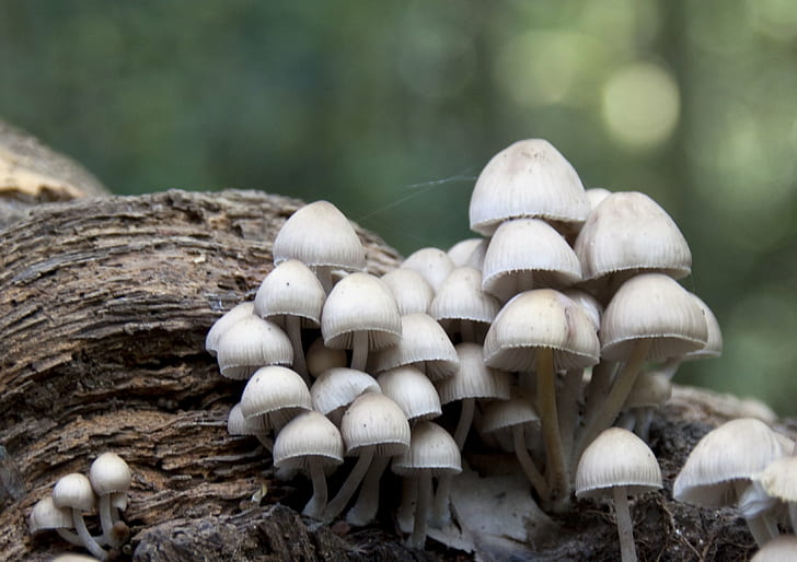 foto seletiva e closeup em cogumelos brancos, fungos, fungos, fungos, seletiva, foto, cogumelos brancos, natureza, fungo, floresta, outono, cogumelo, alimentos, planta, marrom, orgânicos, estação, HD papel de parede
