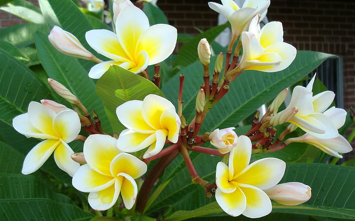 Красивые желтые белые тропические цветы .., желтые, листья, белые и красивые, цветы, 3d и абстрактные, HD обои