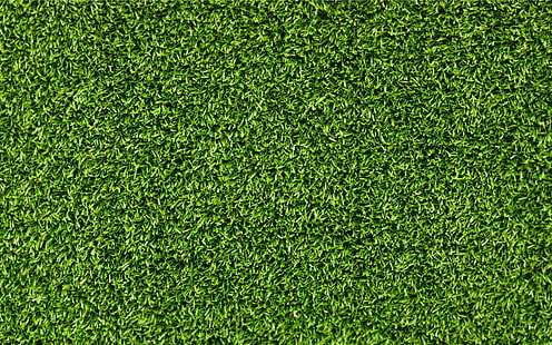 푸른 잔디, 잔디, 질감, HD 배경 화면 HD wallpaper