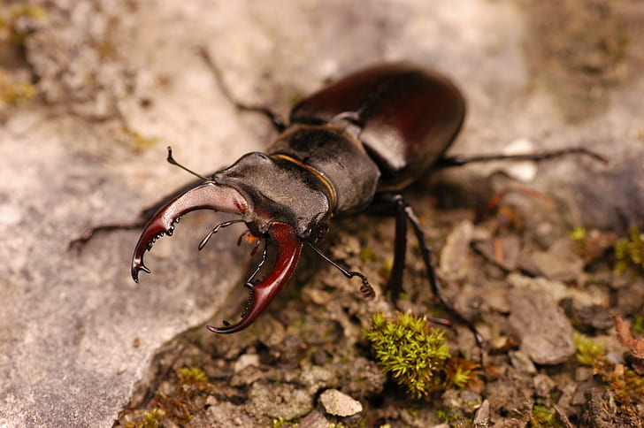 Animal, Stag Beetle, HD wallpaper