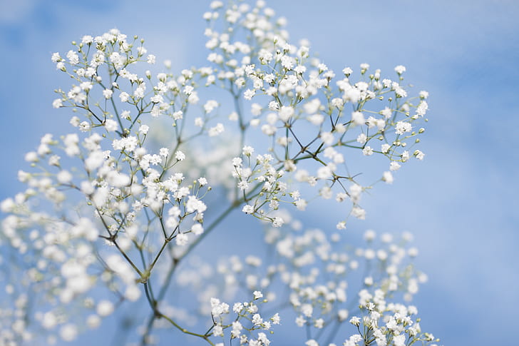 flowers, tenderness, picture, blue background, bokeh, gypsophila, white flowers, HD wallpaper
