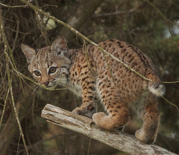 branches, cub, kitty, lynx, wild cat, a small lynx, HD wallpaper