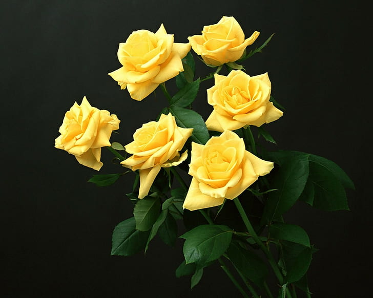 flores amarelas, rosas amarelas, HD papel de parede