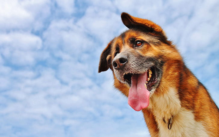 Dog, Tongue, Sky, Animal, dog, tongue, sky, HD wallpaper