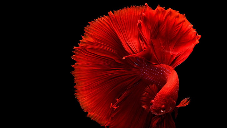 Ikan Betta Merah, Wallpaper HD