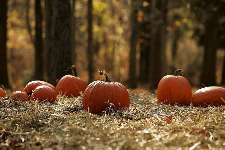الخريف ، الغابة ، الأرض ، الحصاد ، اليقطين، خلفية HD
