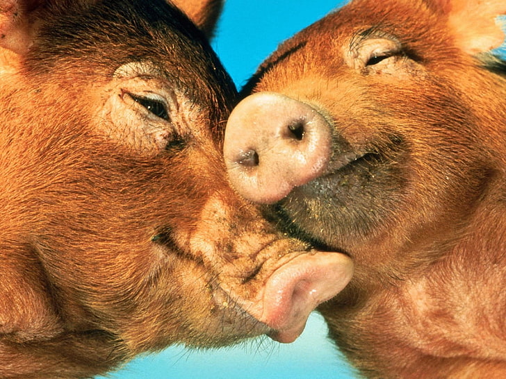 Animal, Pig, Love, HD wallpaper