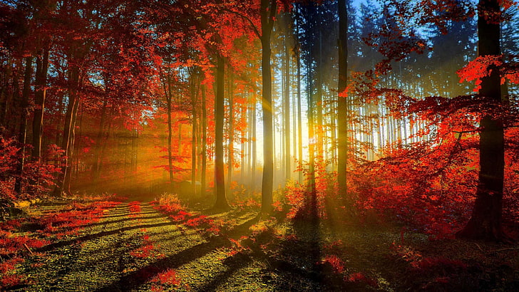Tapeta na Pulpit Autumn Red Forest Rays Ultra Hd 3840 × 2160, Tapety HD