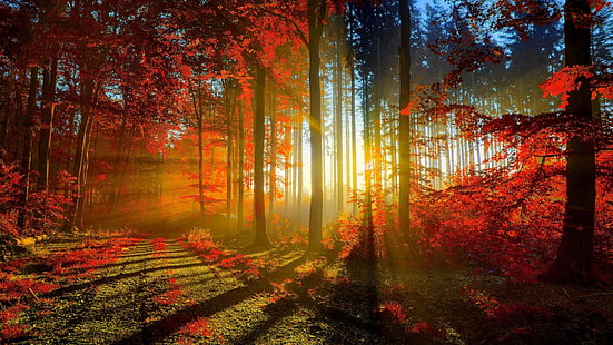 Autumn Red Forest Rays Ultra Hd วอลล์เปเปอร์ 3840 × 2160, วอลล์เปเปอร์ HD HD wallpaper