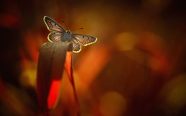 Gemeiner blauer Schmetterling, Makro, Pflanzen, Schmetterlinge, Insekt, HD-Hintergrundbild