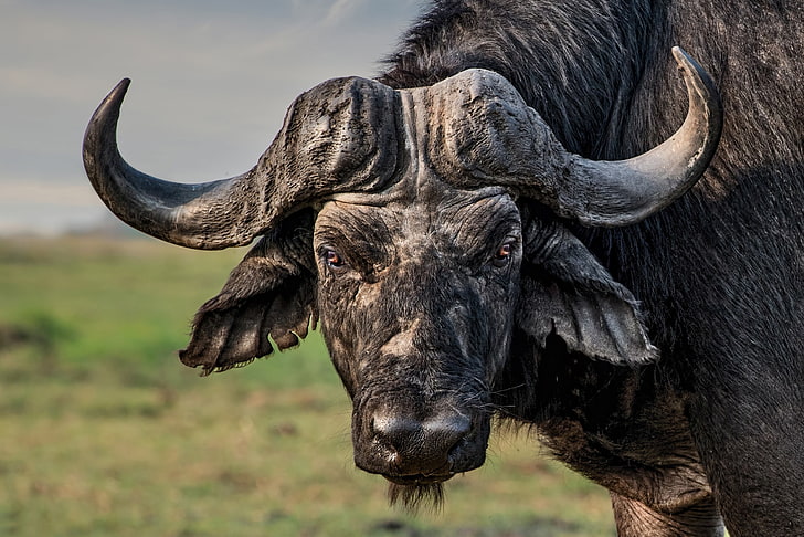 búfalo negro, mira, cuernos, toro, Fondo de pantalla HD