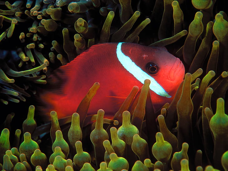 clownfish البحر المحيط تحت الماء 1680x1260 طبيعة المحيطات HD الفن ، المحيط ، البحر، خلفية HD