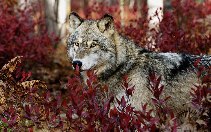 Gray Wolf, wolf, gray, HD wallpaper