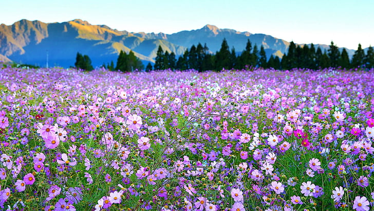 flower, gesang flower, gesang, flower carpet, flower field, purple flowers, bloom, blossom, cosmos flower, field, HD wallpaper