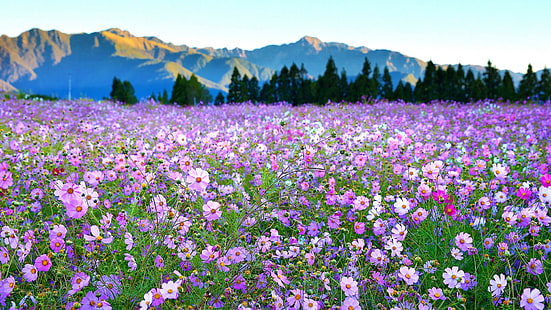 fiore, gesang fiore, gesang, tappeto di fiori, campo di fiori, fiori viola, fiore, fiore, cosmo fiore, campo, Sfondo HD HD wallpaper