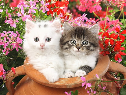 weiße und graue Tabbykätzchen, Kätzchen, Dampftopf, Blumen, HD-Hintergrundbild HD wallpaper