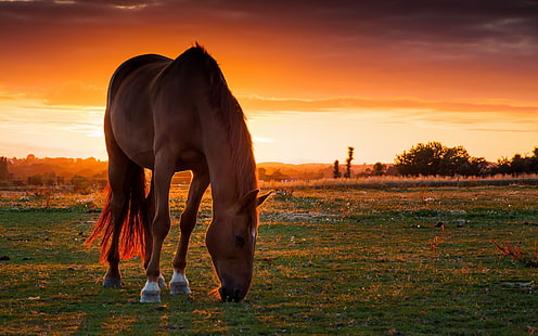 лошадь, закат, HD обои HD wallpaper