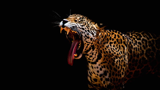 език, мустаци, лице, уста, леопард, зъби, черен фон, агресия, дива котка, рев, затворени очи, Зев, HD тапет HD wallpaper