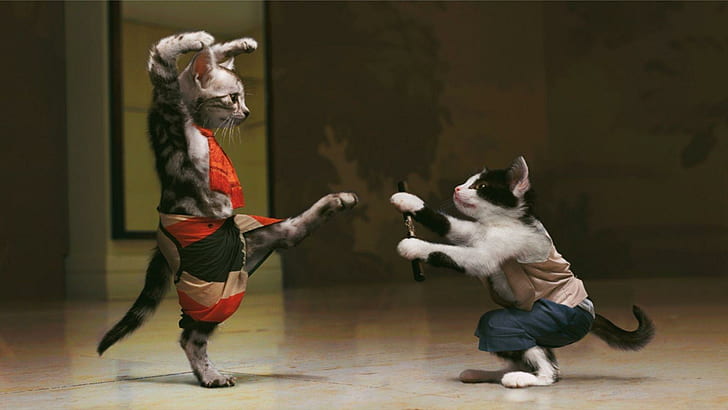 Karate kittens, white and black tabby cat, funny, 1920x1080, kitten, karate, HD wallpaper