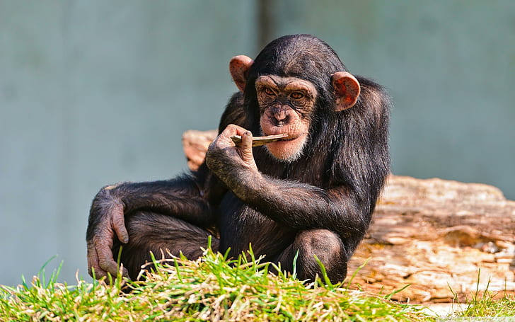 チンパンジー思考、黒いチンパンジー、面白い、チンパンジー、思考、 HDデスクトップの壁紙