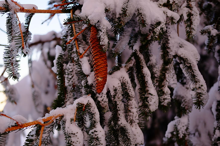 salju, pohon pinus, musim dingin, cabang, Wallpaper HD