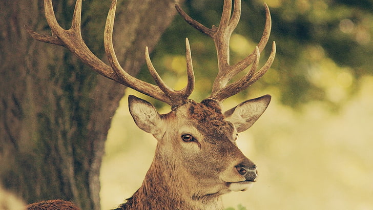 ベージュの鹿、鹿、銃口、角、自然、 HDデスクトップの壁紙