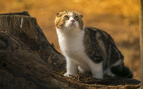 Cute scottish fold cat, look, stump, sunlight, Cute, Scottish, Fold, Cat, Look, Stump, Sunlight, HD wallpaper HD wallpaper