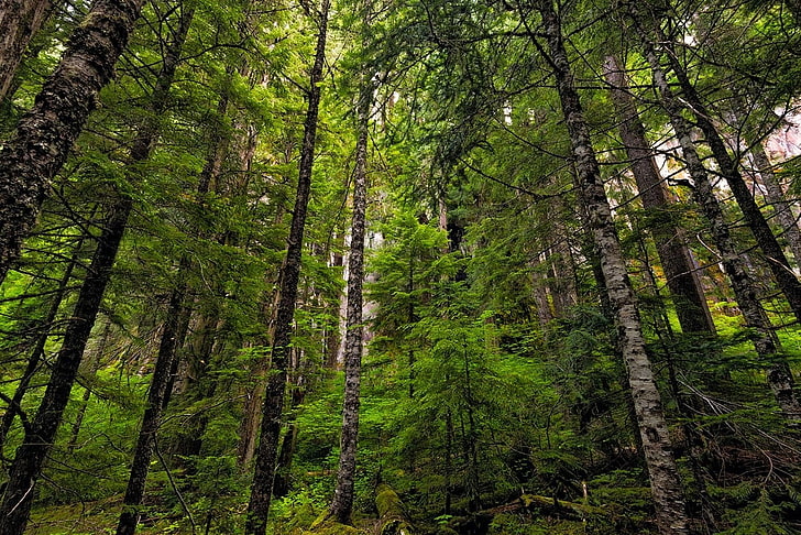 森、木、春、森、緑、自然、風景の低角度の写真、 HDデスクトップの壁紙