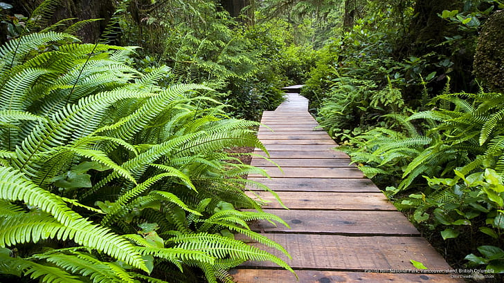 Parc national Pacific Rim, île de Vancouver, Colombie-Britannique, Nature, Fond d'écran HD