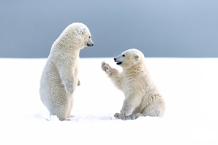 djur, björnar, isbjörnar, ungar, baby djur, snö, HD tapet
