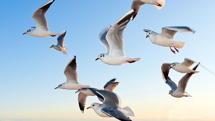birds, seagulls, HD wallpaper