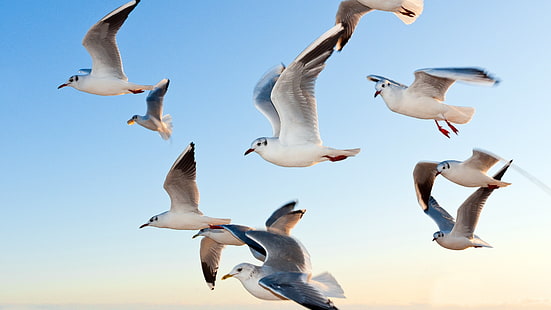 birds, seagulls, HD wallpaper HD wallpaper