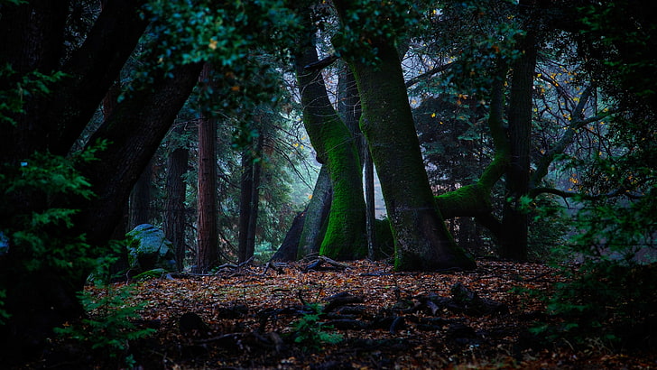 Bäume, Moos, Laub, Wald, Grün, Blätter, HD-Hintergrundbild