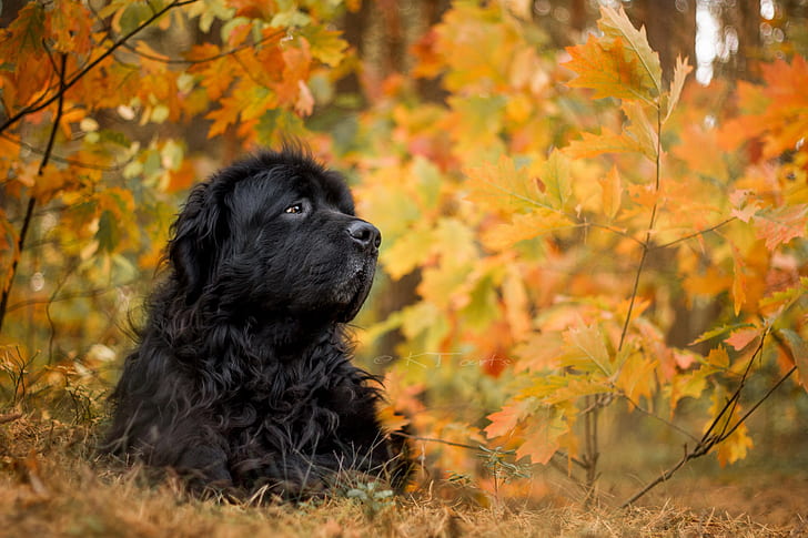 Dogs, Newfoundland, Dog, Fall, Leaf, Muzzle, HD wallpaper
