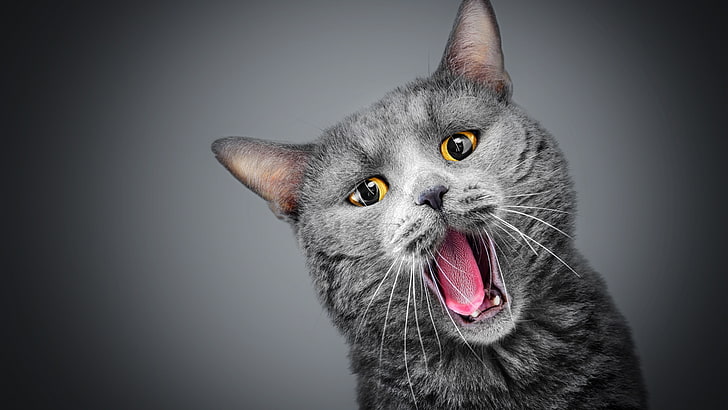 kucing, ekspresi wajah, kumis, menguap, emosi, menguap, Wallpaper HD