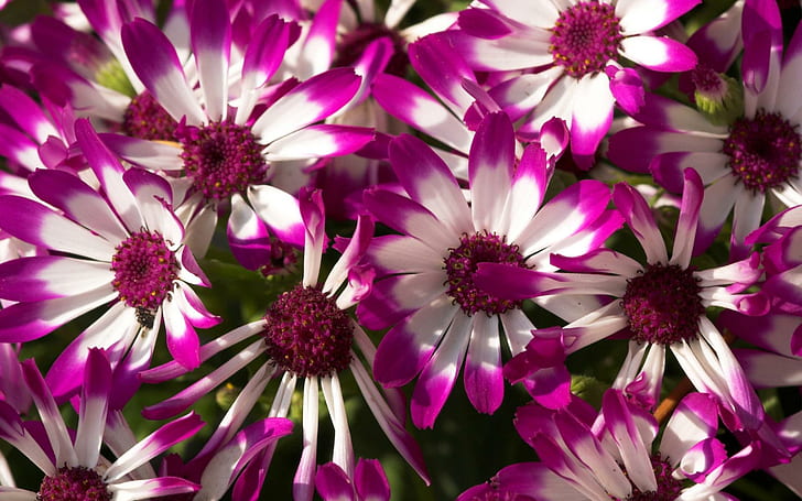 ~ lila & weiße Gänseblümchen ~, lila-weiße Blütenblattblume, Natur, Frühling, lila, weiß, Blumen, Gänseblümchen, Natur und Landschaften, HD-Hintergrundbild