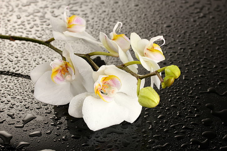 One Orchid, water, flower, drops, orchid, HD wallpaper