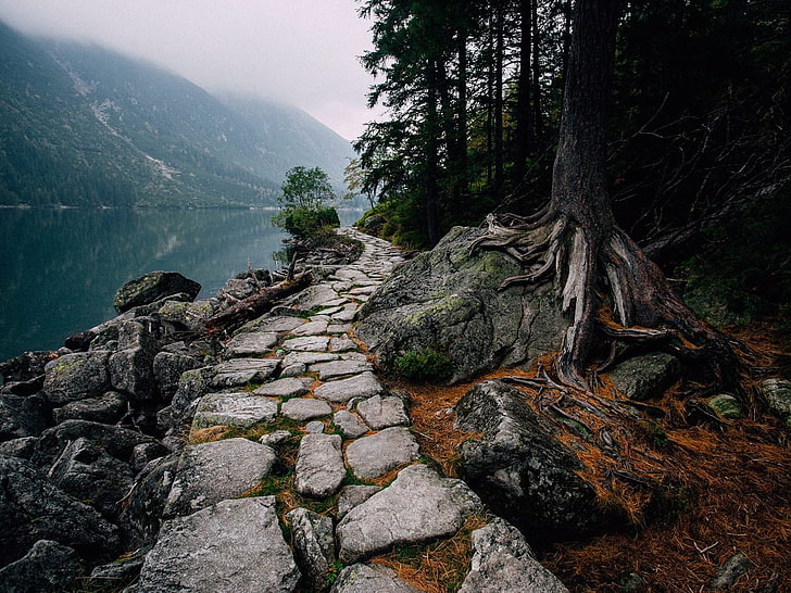 illustration de route en béton gris, chemin, arbres, lac, nature, Fond d'écran HD