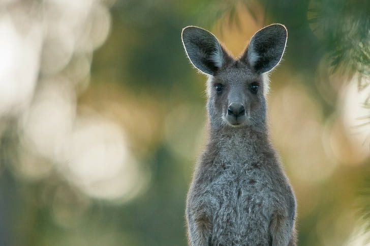 Kangaroo, brown kangaroo, portrait, kangaroo, sight, HD wallpaper