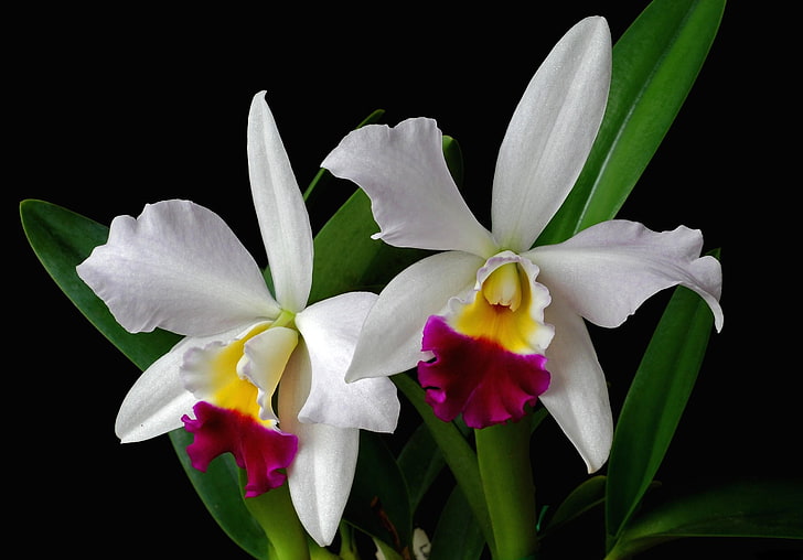 two white-and-pink cattleya orchids, orchid, flower, exotic, leaf, two-tone, HD wallpaper