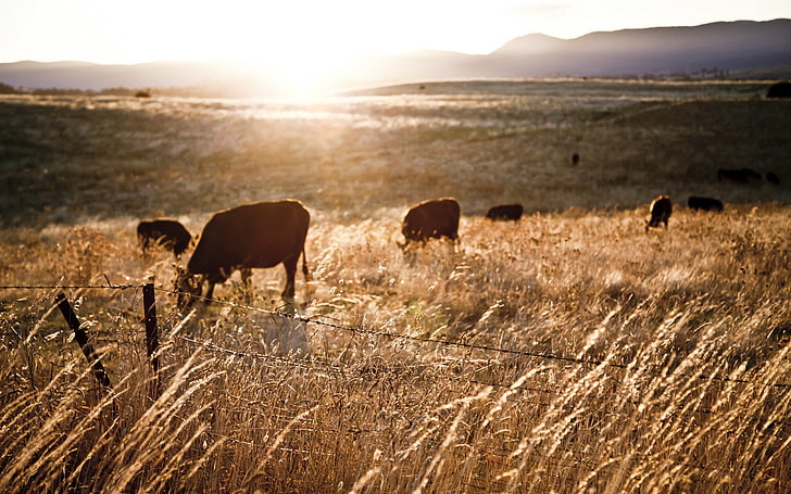 brown cows, sunlight, farm, fence, landscape, cow, animals, field, HD wallpaper